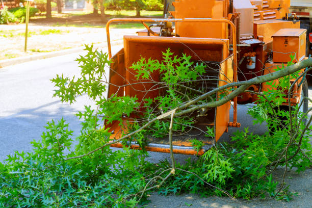 Best Affordable Tree Cutting  in USA